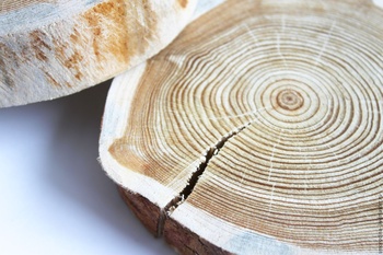 Есть ли отличия зимнего леса от летнего для сруба?